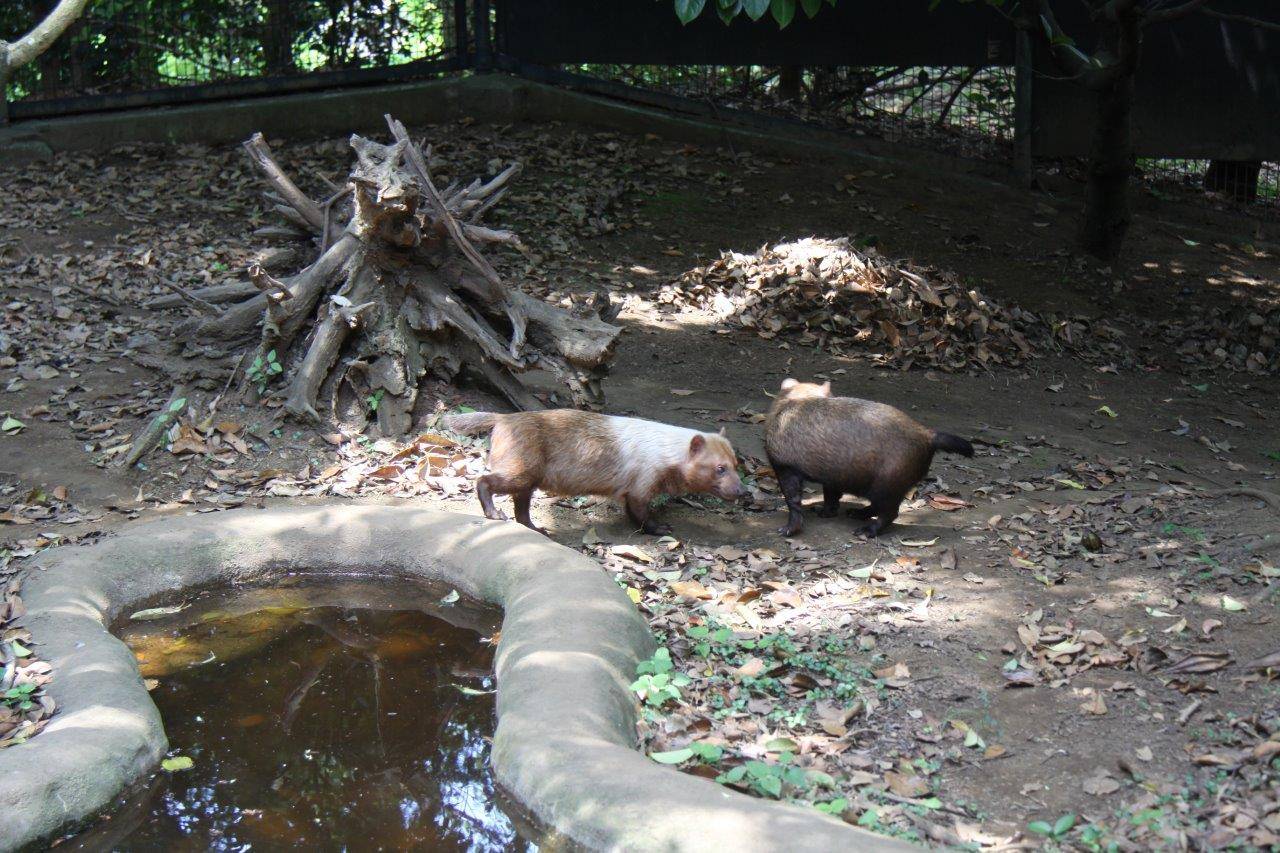 展示場のフキとスマイラー③