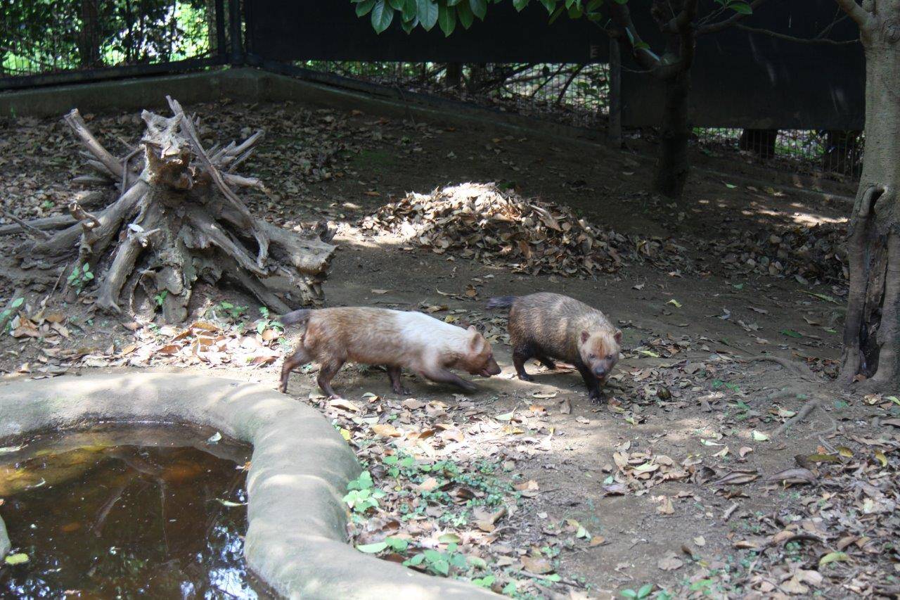 展示場のフキとスマイラー④