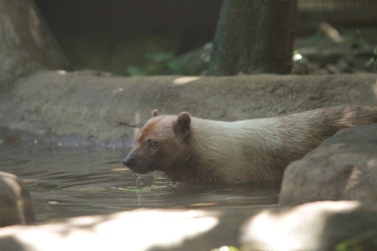 展示場の池に入るフキ