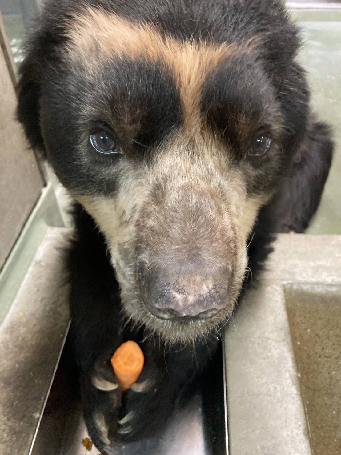 ニンジンを食べるマックス