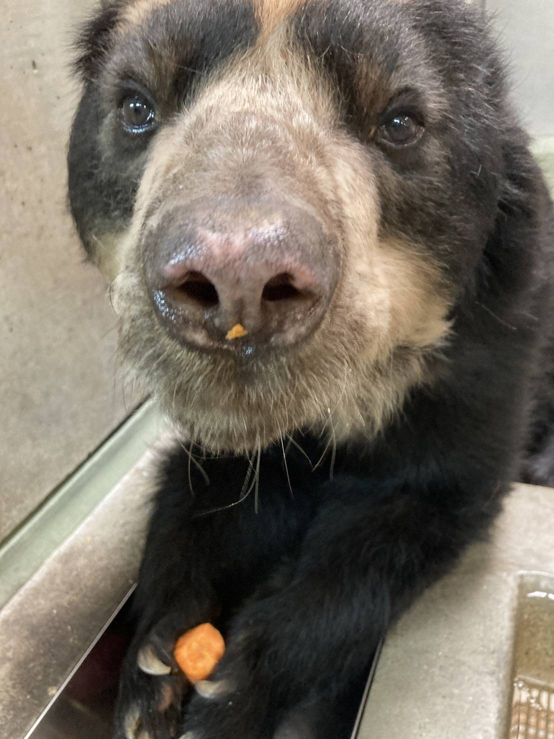 ニンジンが鼻についているマックス