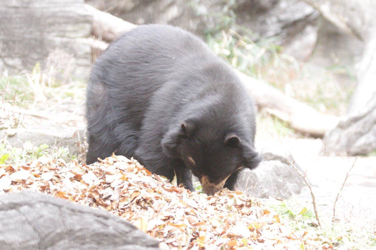落ち葉を匂う美雨