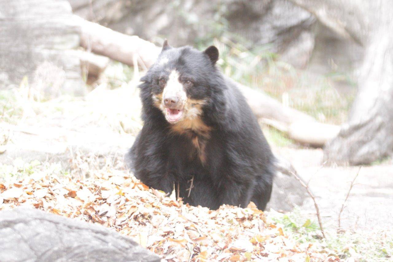 落ち葉内の餌を見つけて食べる美雨