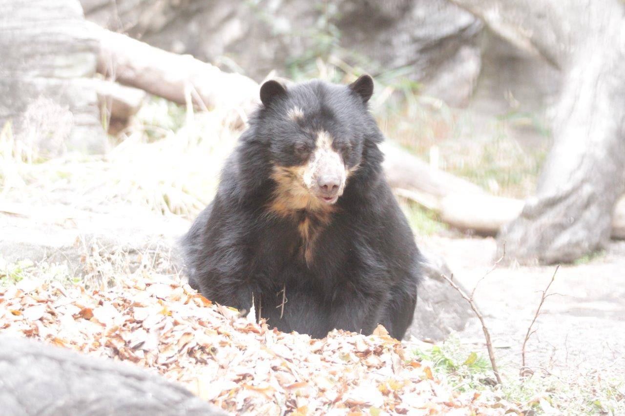落ち葉の上に座るって餌を食べる美雨