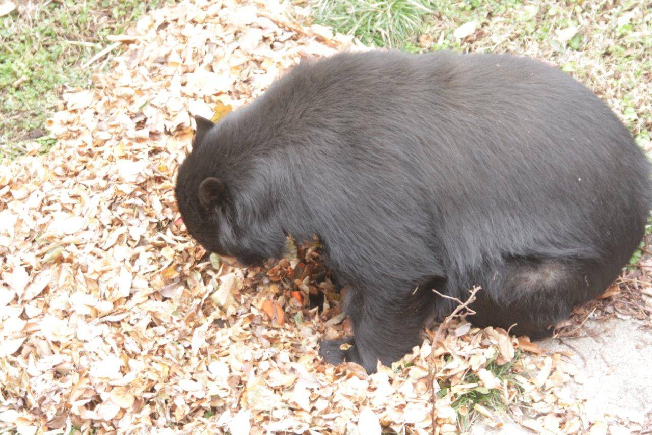 園路から見た餌を食べる美雨の様子
