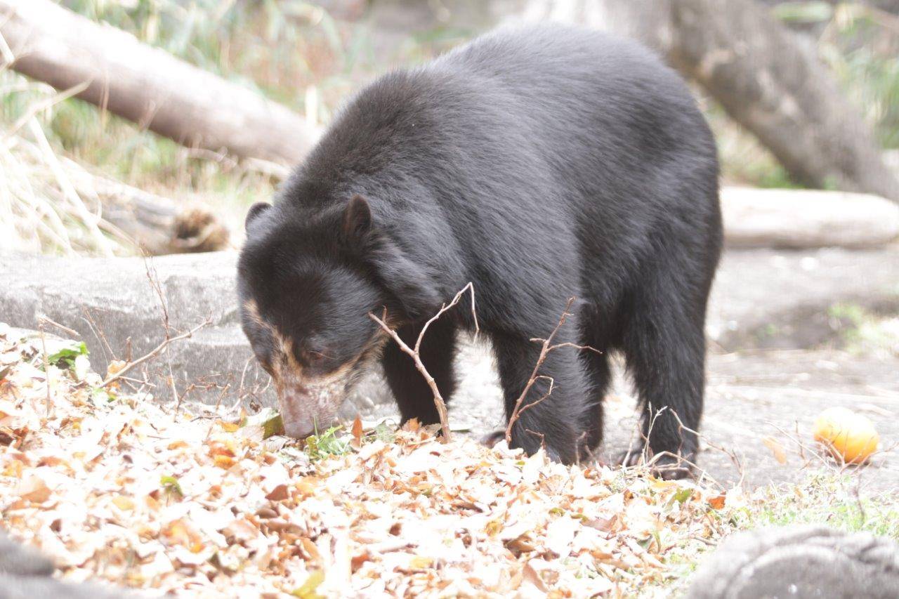 落ち葉を気にする美雪