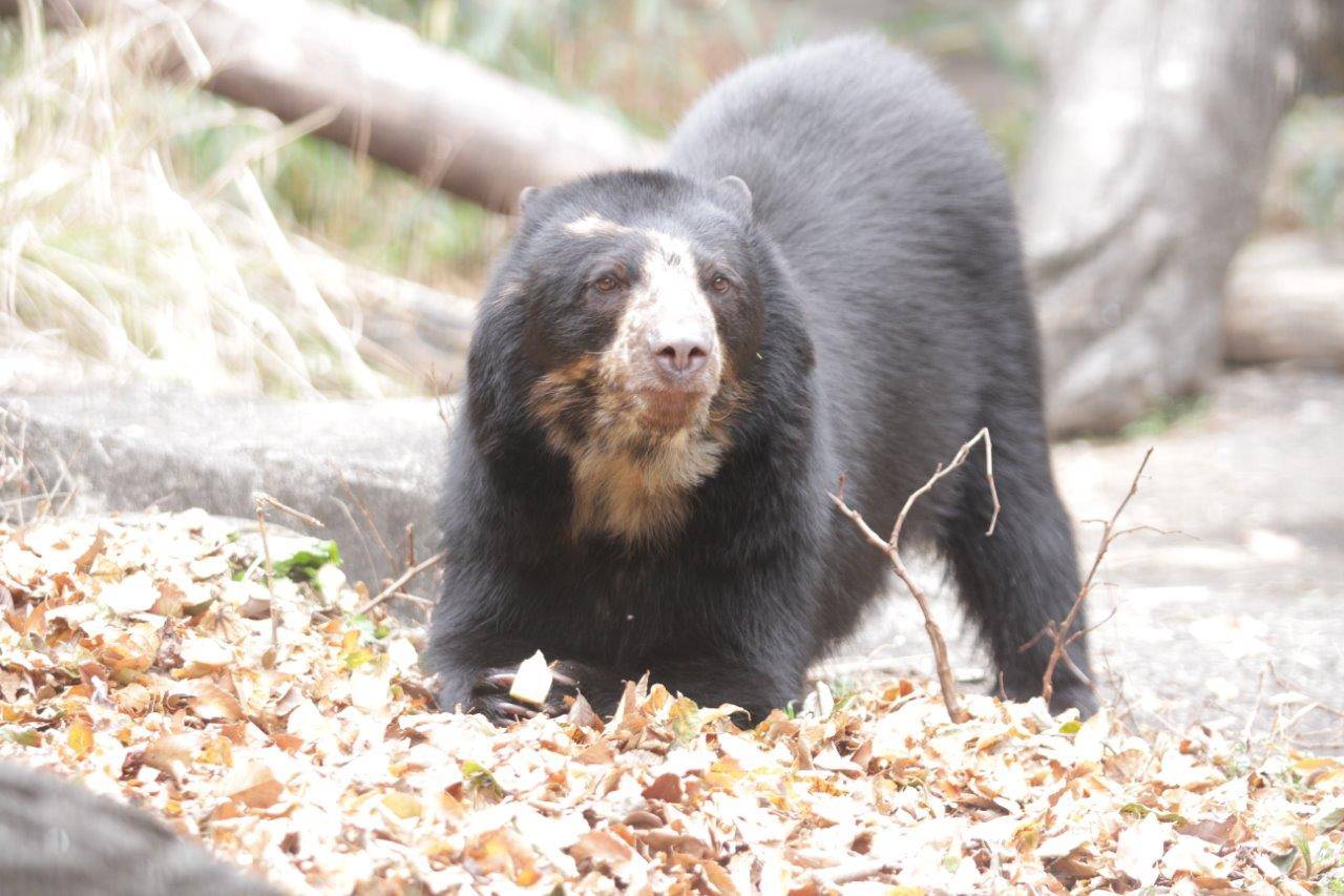 見つけた餌を食べる美雪