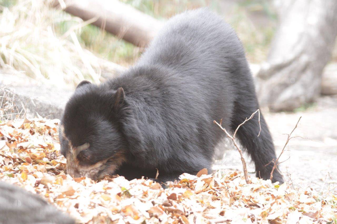 落ち葉内の餌を探す美雪②