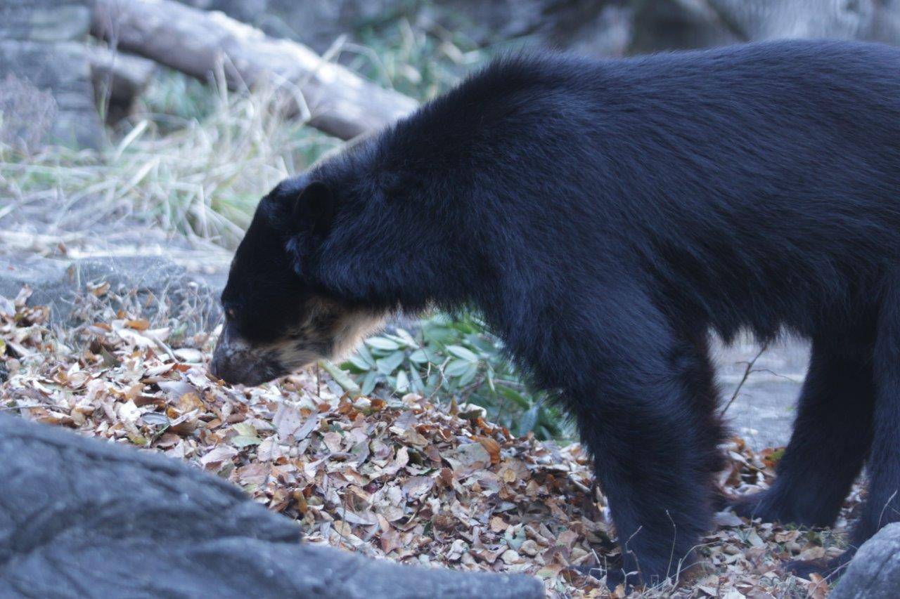 落ち葉を匂う雪雄①