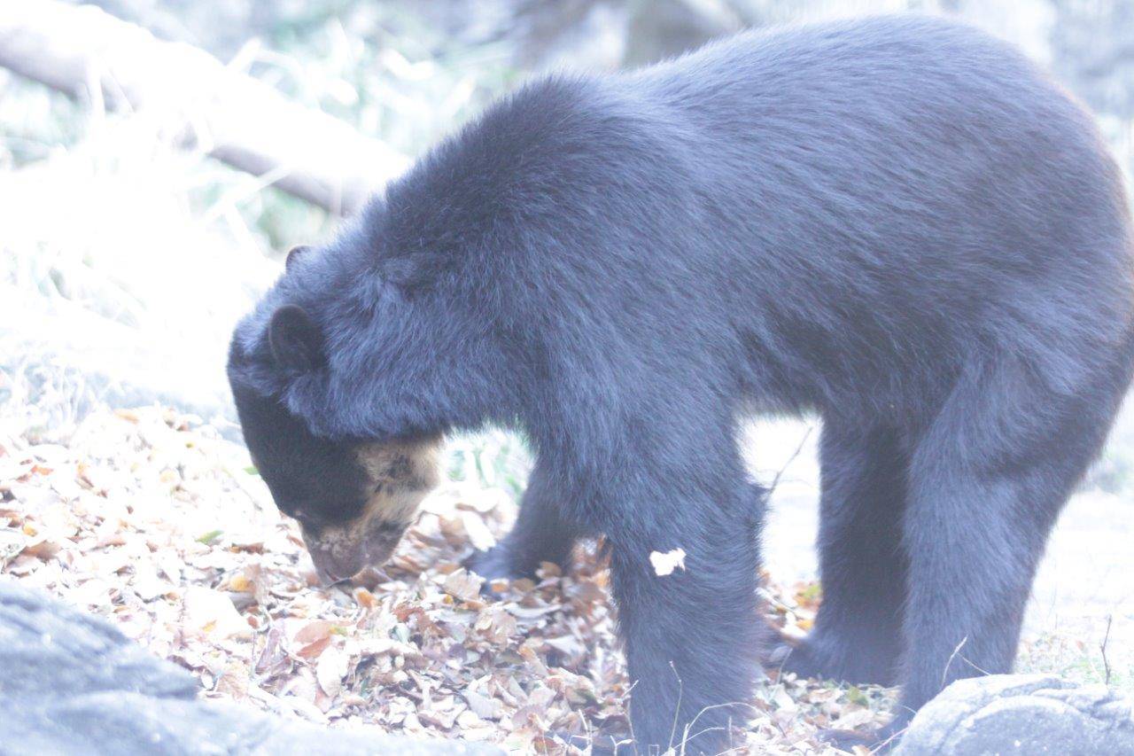 落ち葉を匂う雪雄②