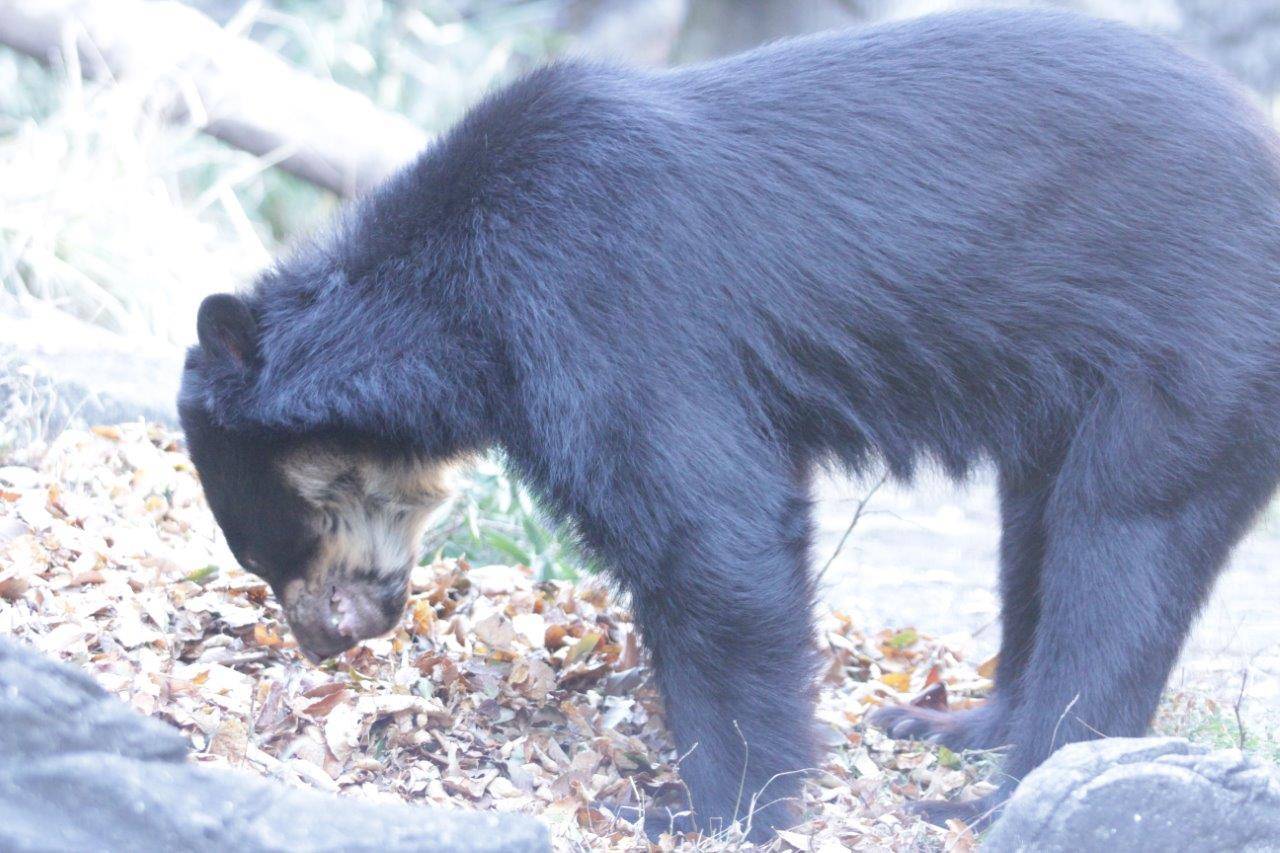 落ち葉を匂う雪雄③