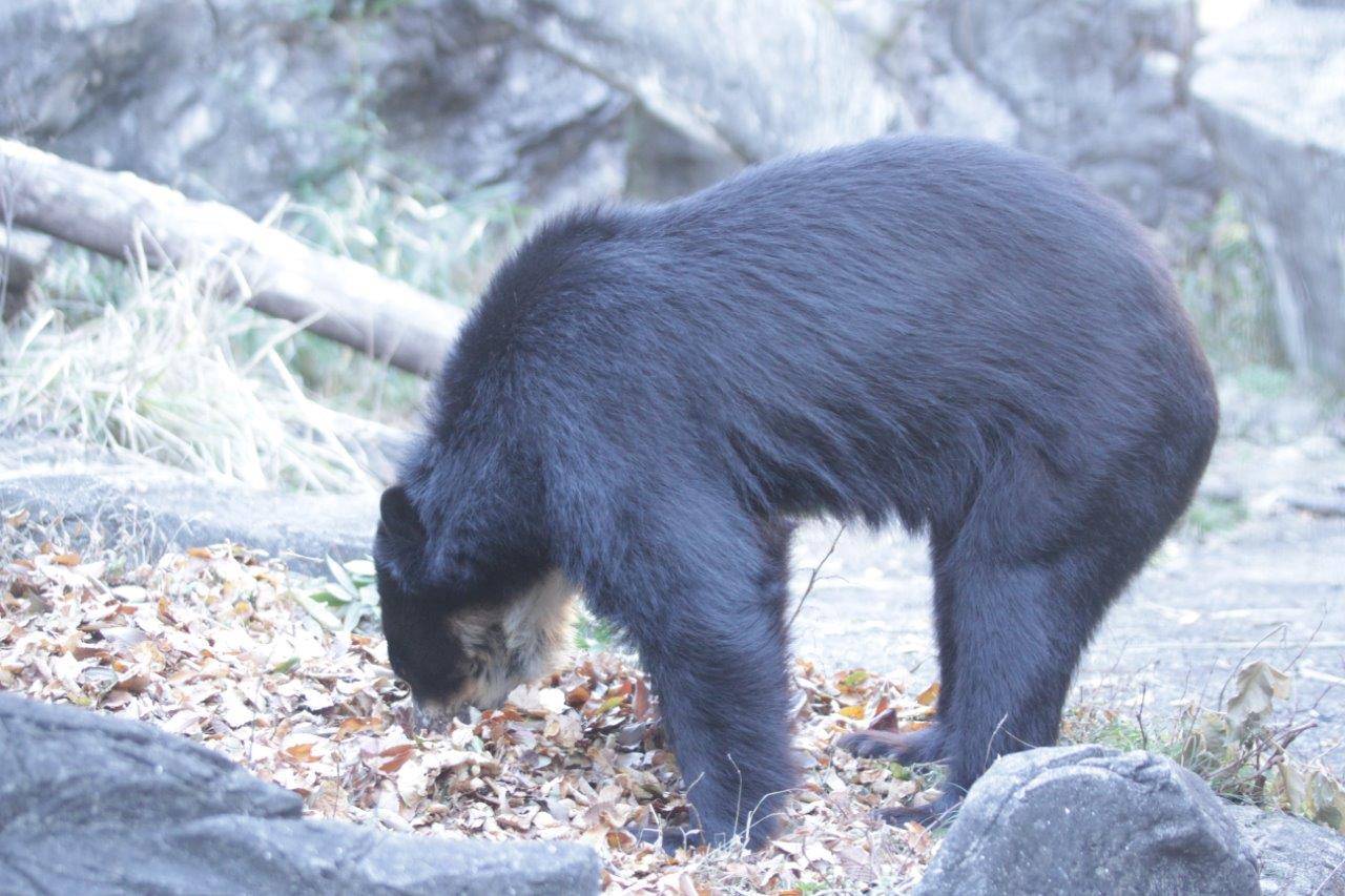落ち葉に鼻先を入れる雪雄①