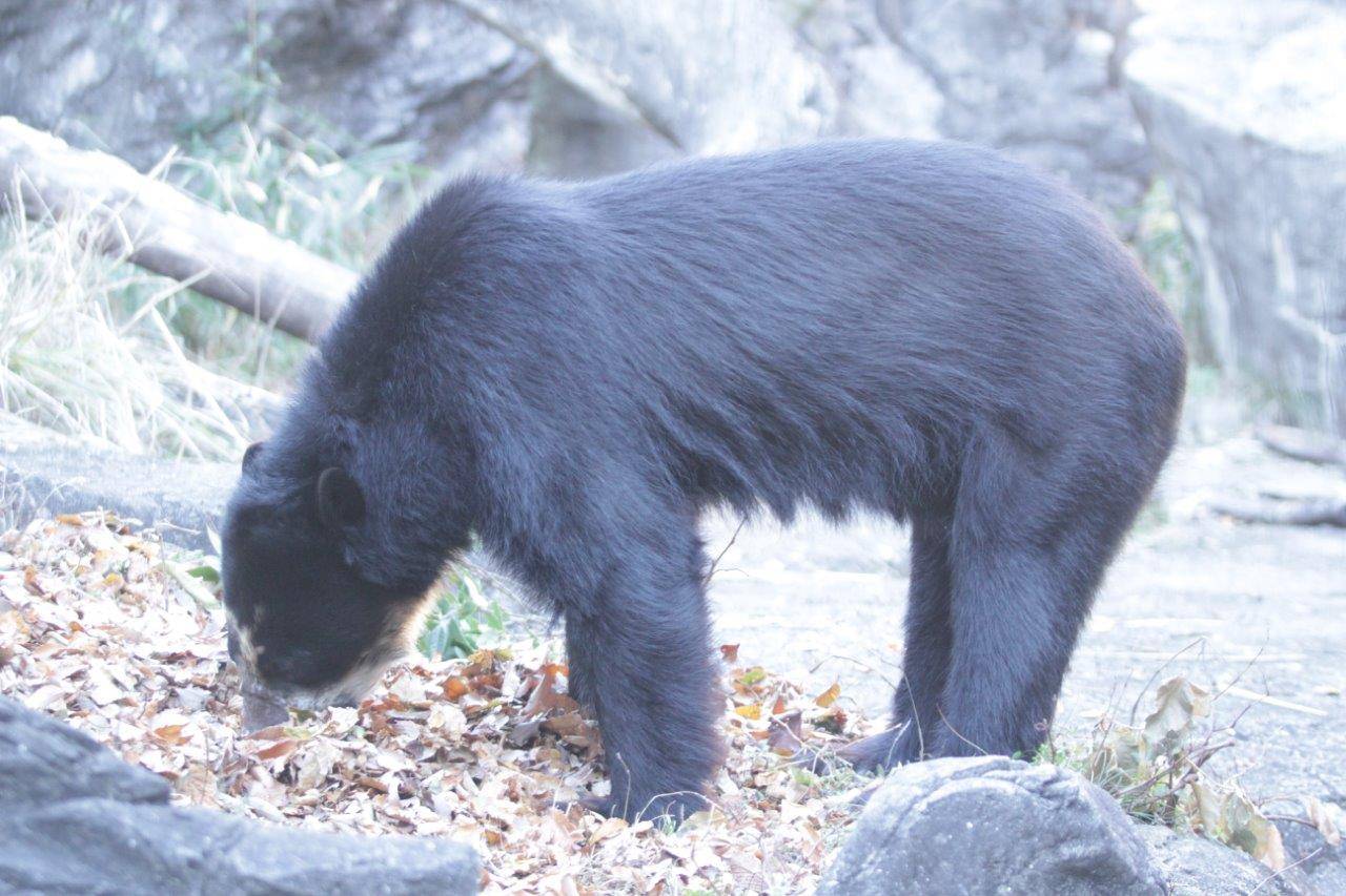 落ち葉に鼻先を入れる雪雄②