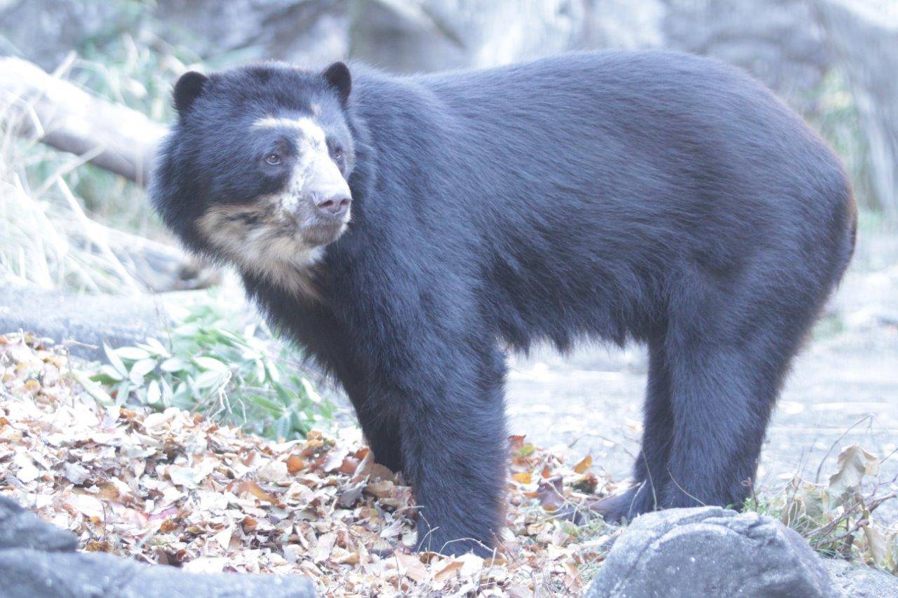 餌を食べる雪雄①