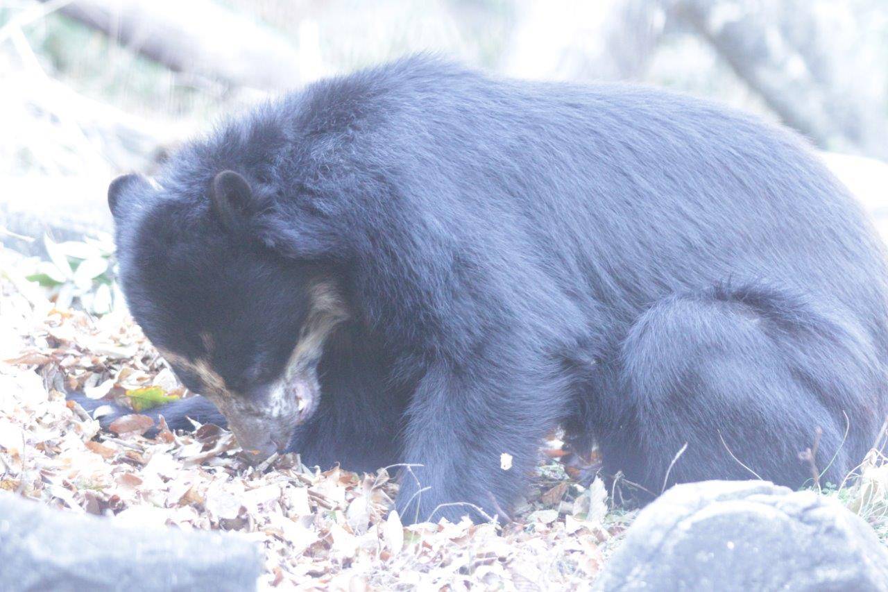 姿勢を低くして餌を食べる雪雄①