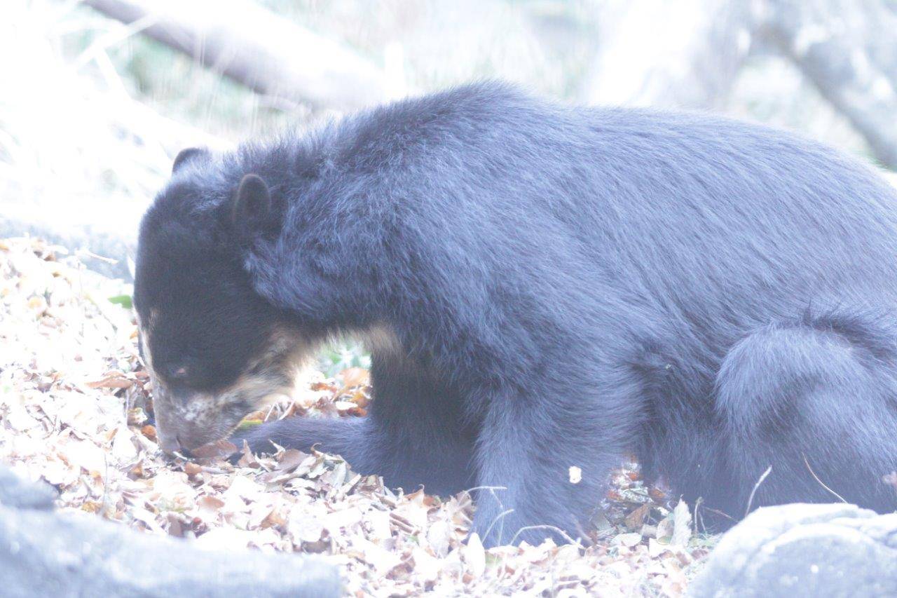 姿勢を低くして餌を食べる雪雄②