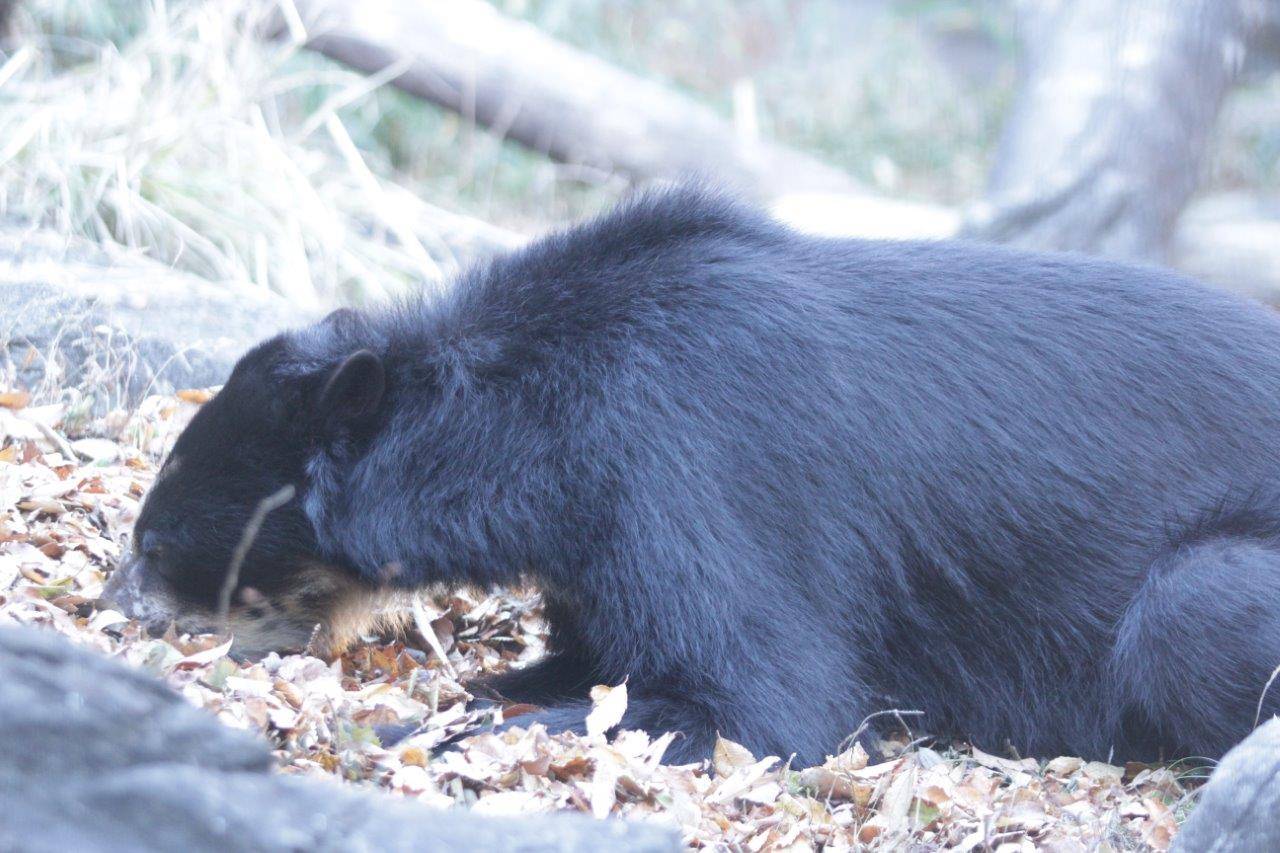 姿勢を低くして餌を食べる雪雄④