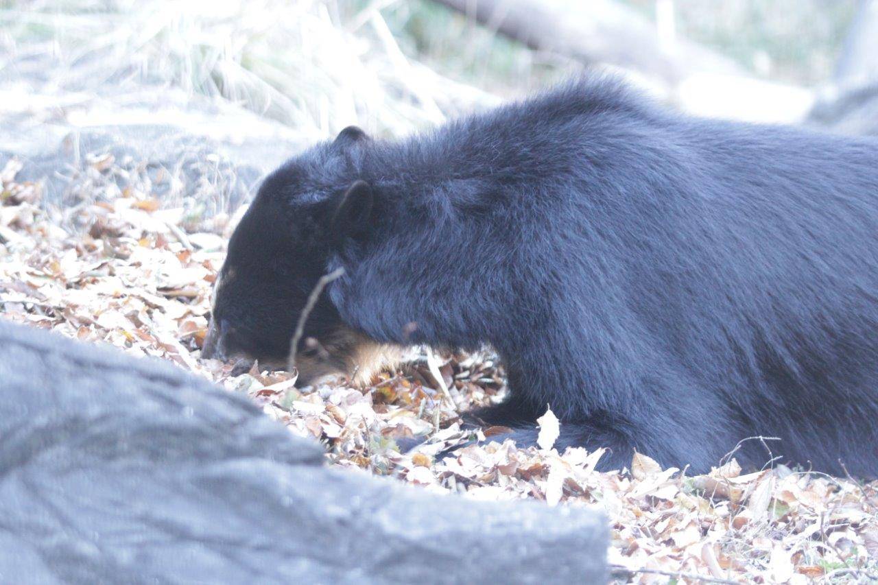 姿勢を低くして餌を食べる雪雄⑤