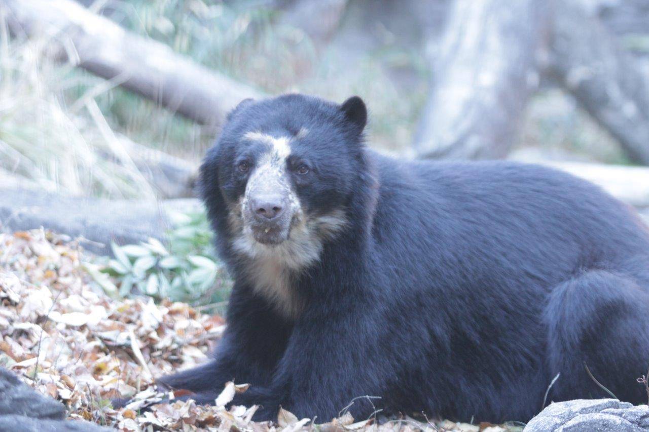餌を食べながらこちらを見る雪雄