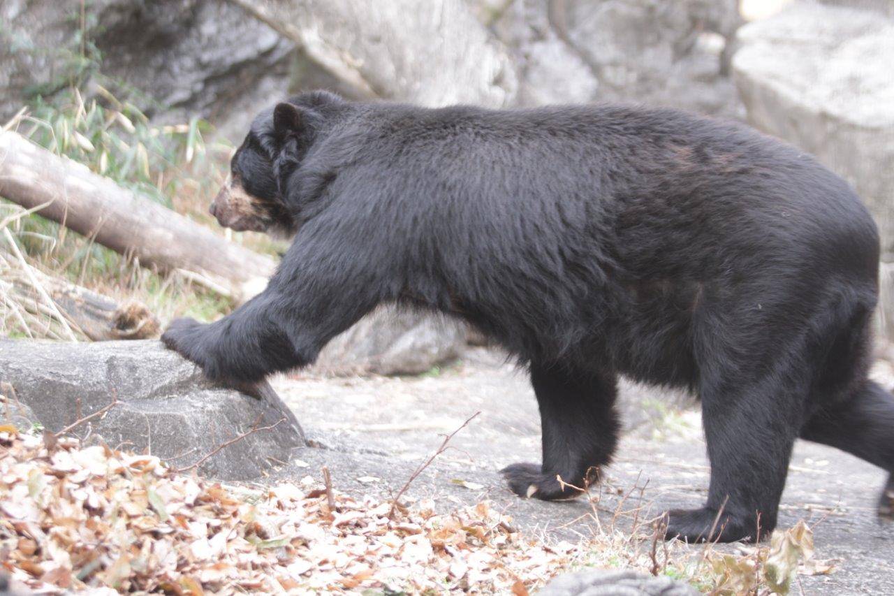 落ち葉を通り過ぎるルイス①