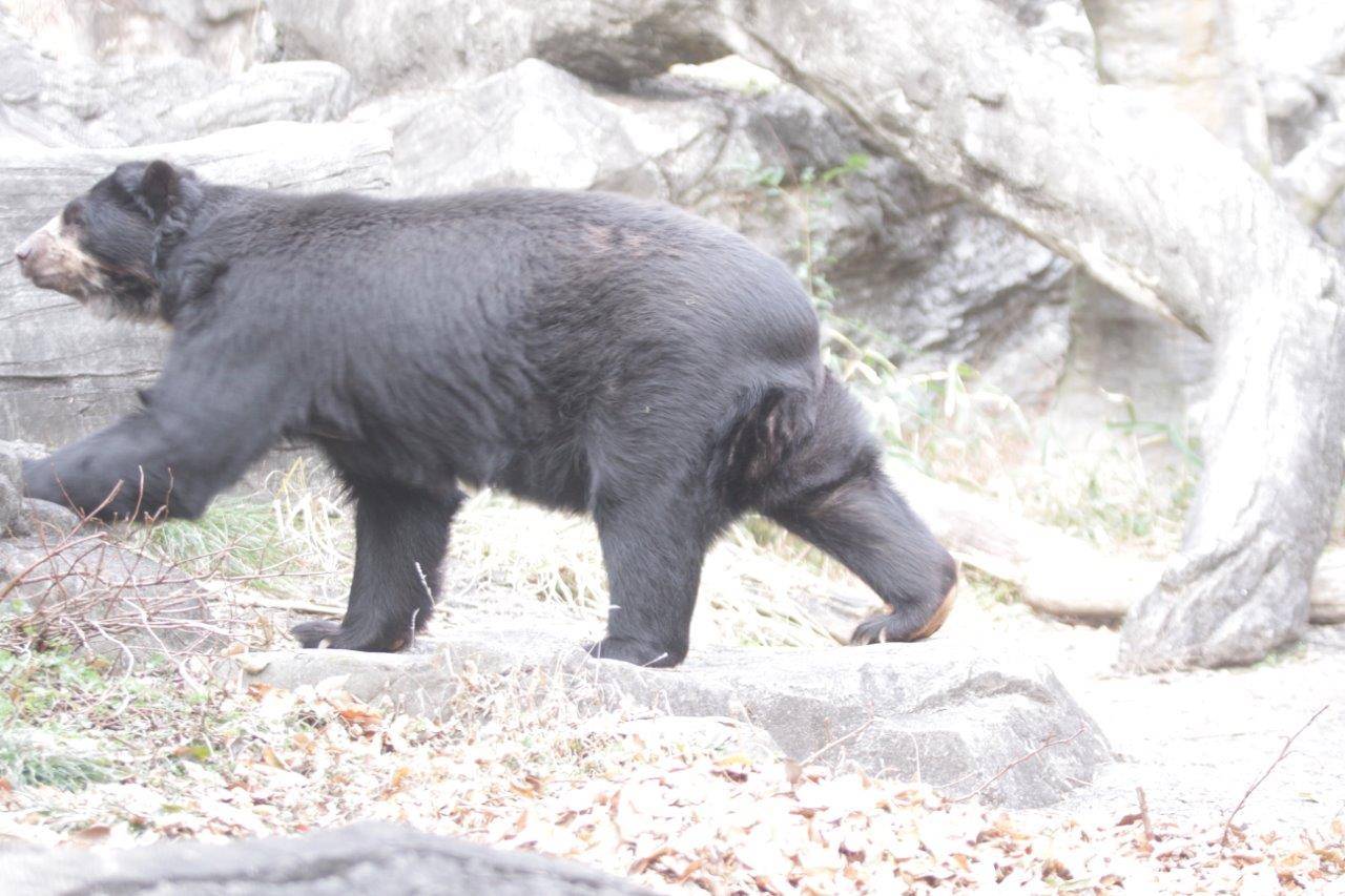 落ち葉を通り過ぎるルイス②