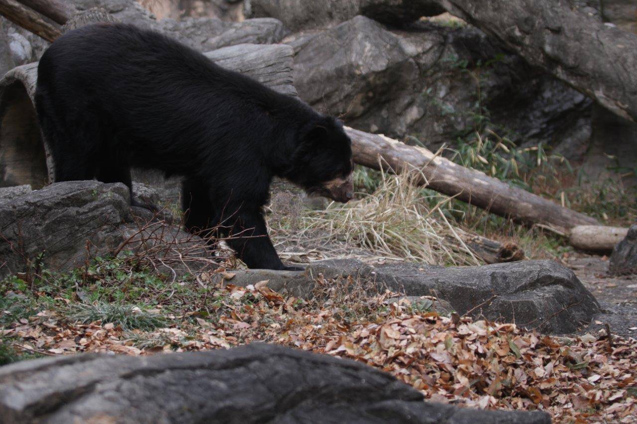 Uターンして戻って来たルイス