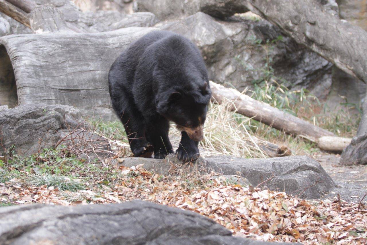 落ち葉を気にするルイス