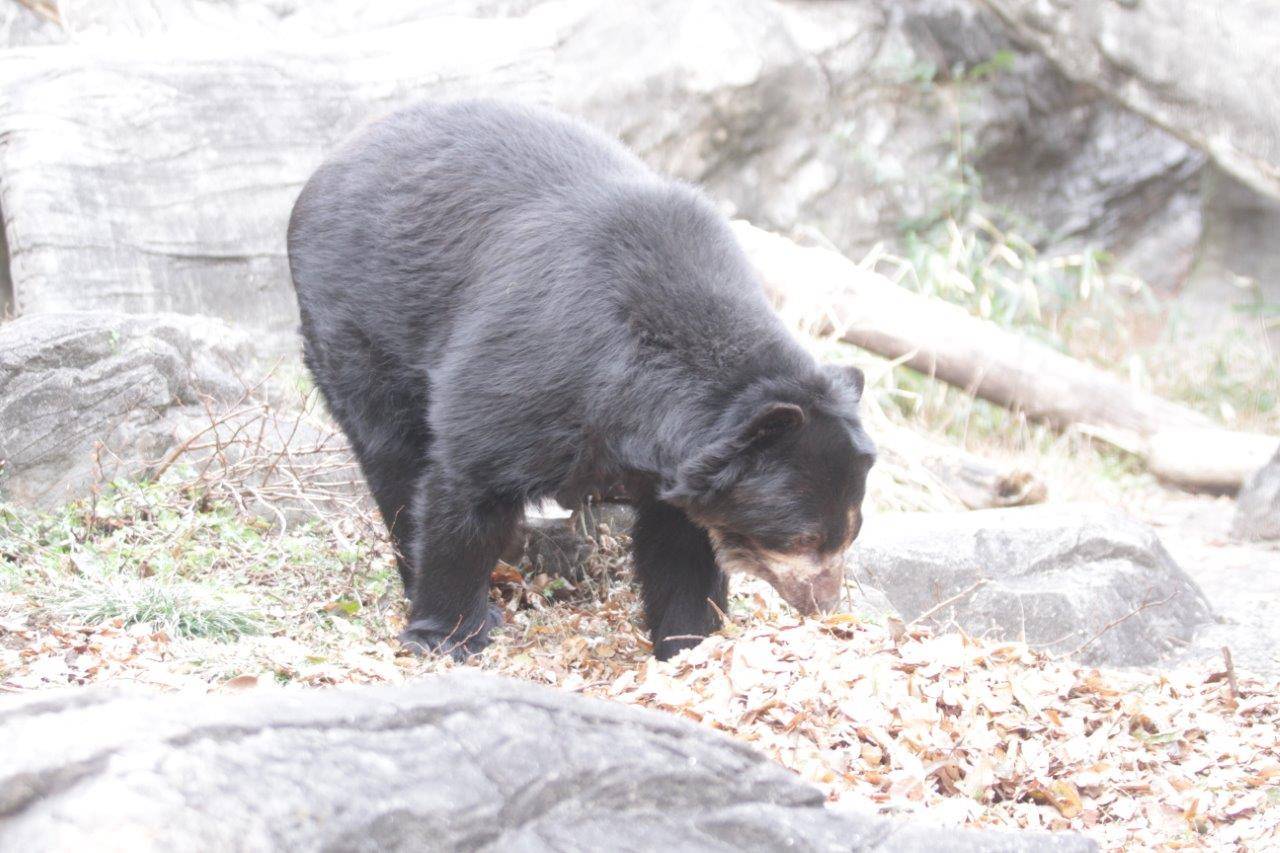 落ち葉を匂うルイス