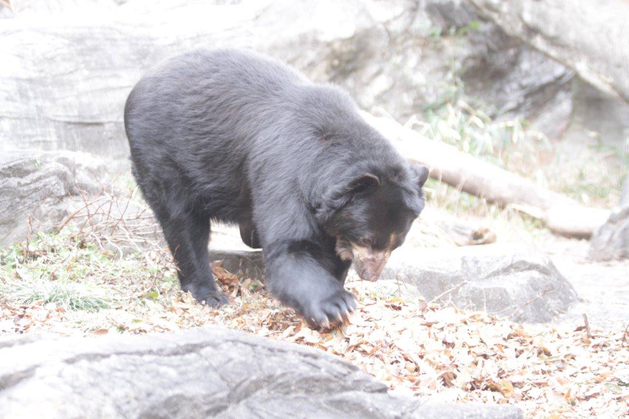 前肢で落ち葉をどかすルイス