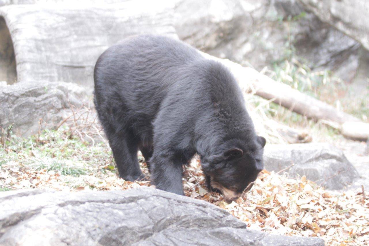 鼻先を落ち葉に入れるルイス