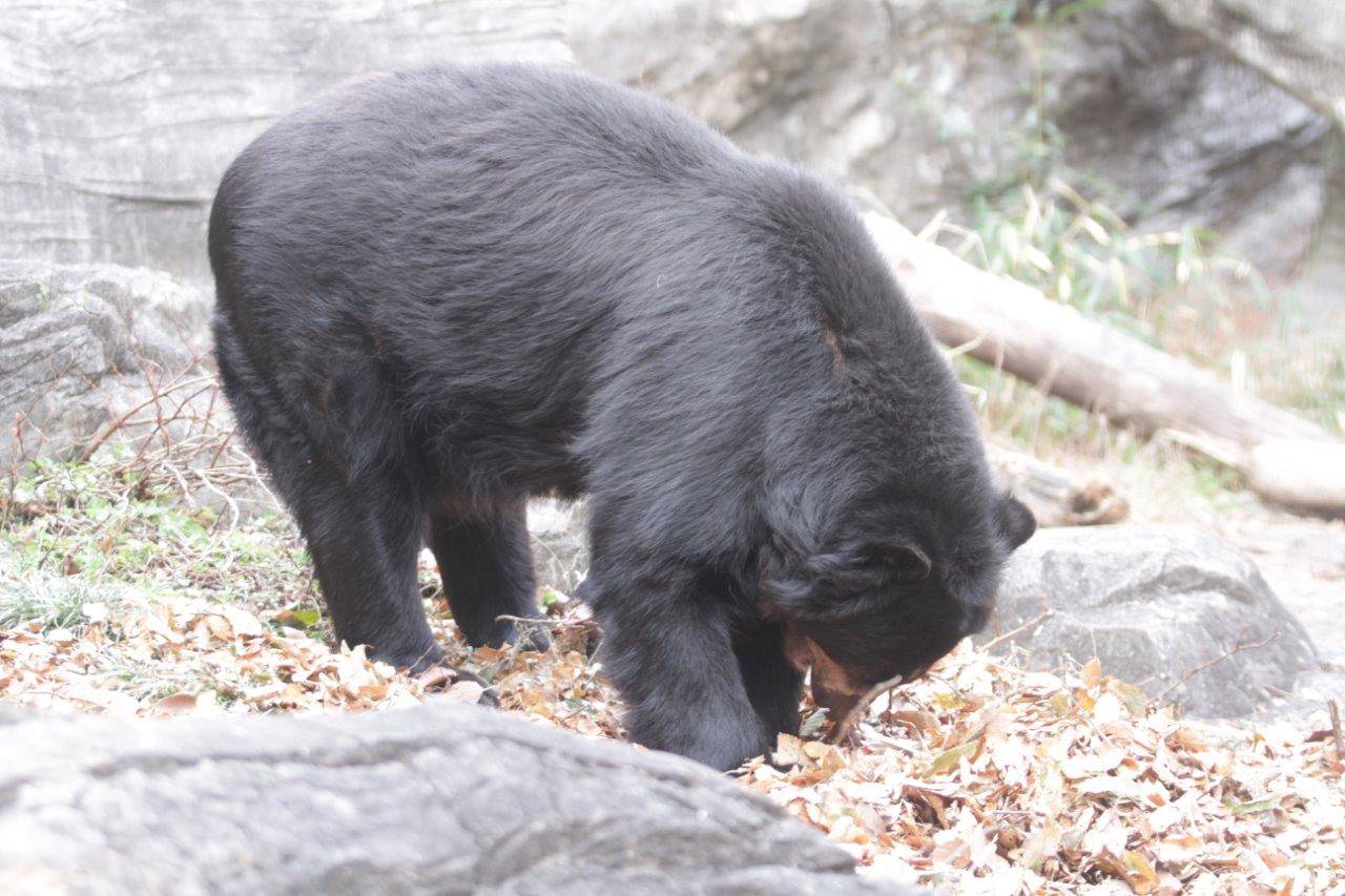 落ち葉内の餌を探すルイス①