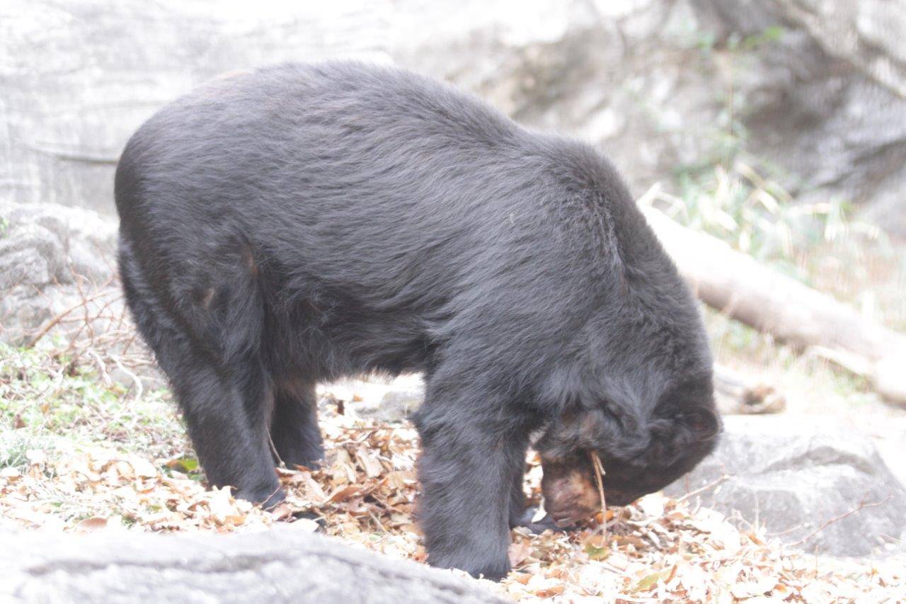 落ち葉内の餌を探すルイス②