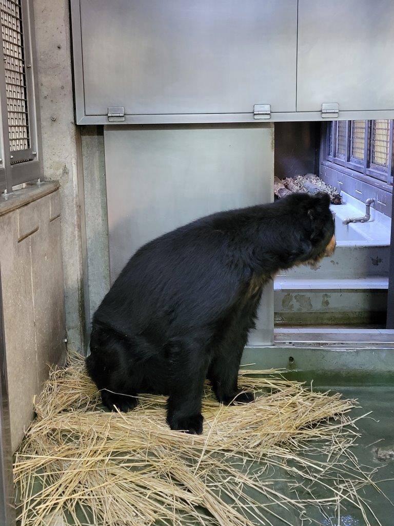 寝室内の藁上に座るルイス①