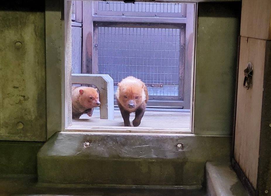 パパマルの後を追うカノン①