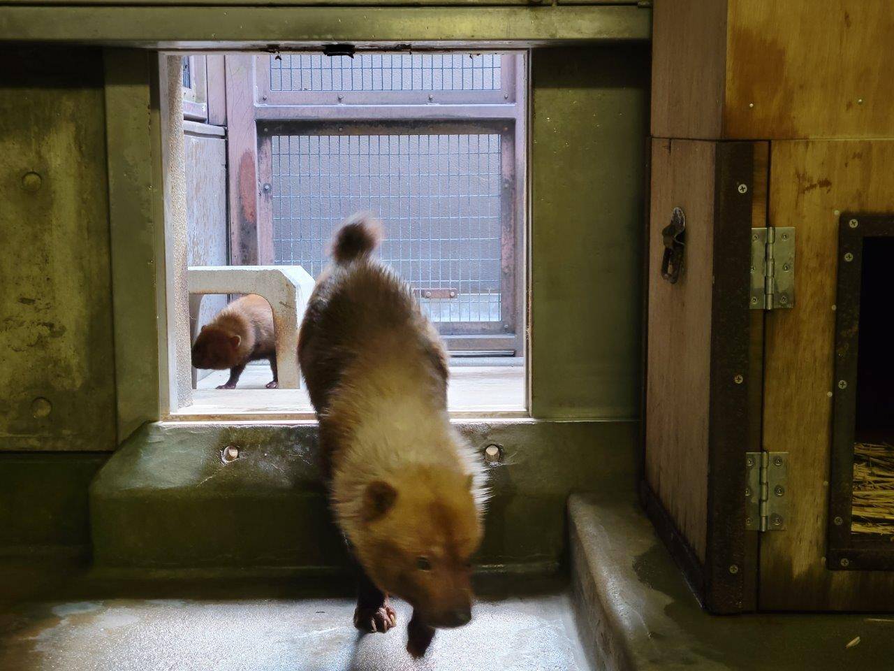 同居中のパパマルとカノン①