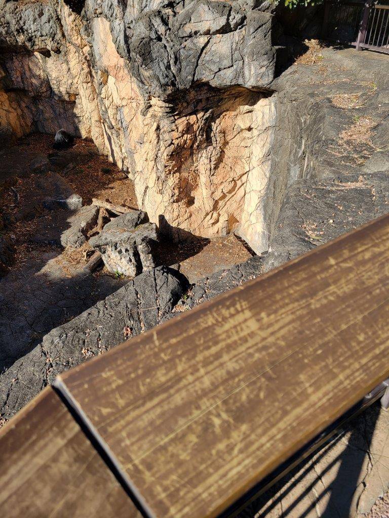 園路から見た落ち葉の様子