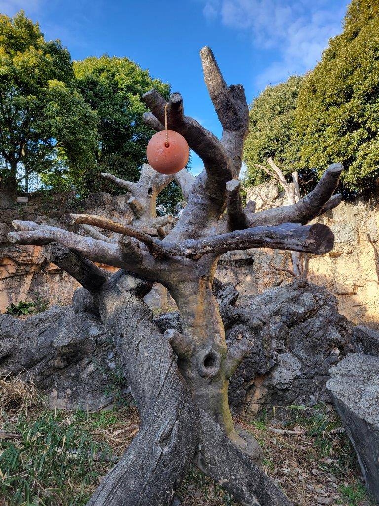 展示場の擬木に吊るされた餌入りのフロート