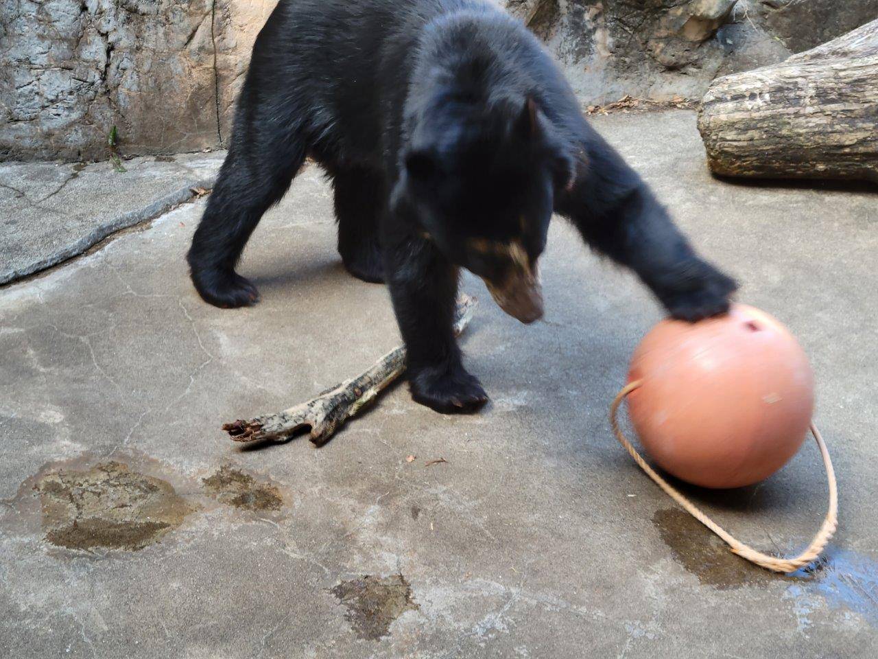 落下させたフロートを転がし、餌を出す雪雄①