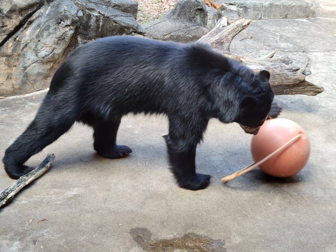 落下させたフロートを転がし、餌を出す雪雄②