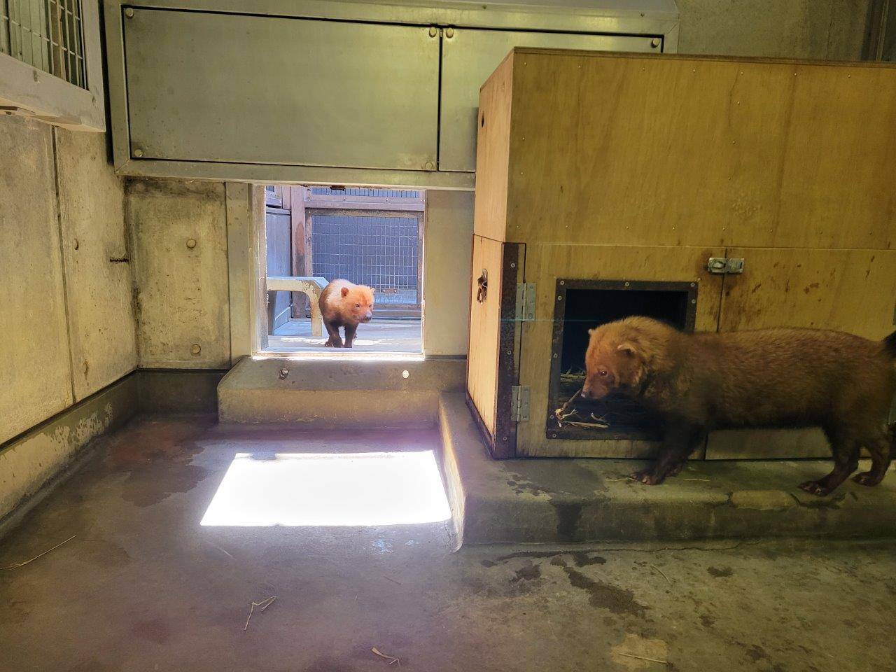 同居中のパパマルとカノン②