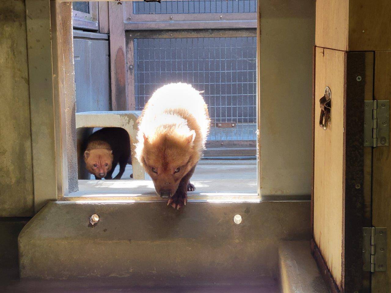 同居中のパパマルとカノン③