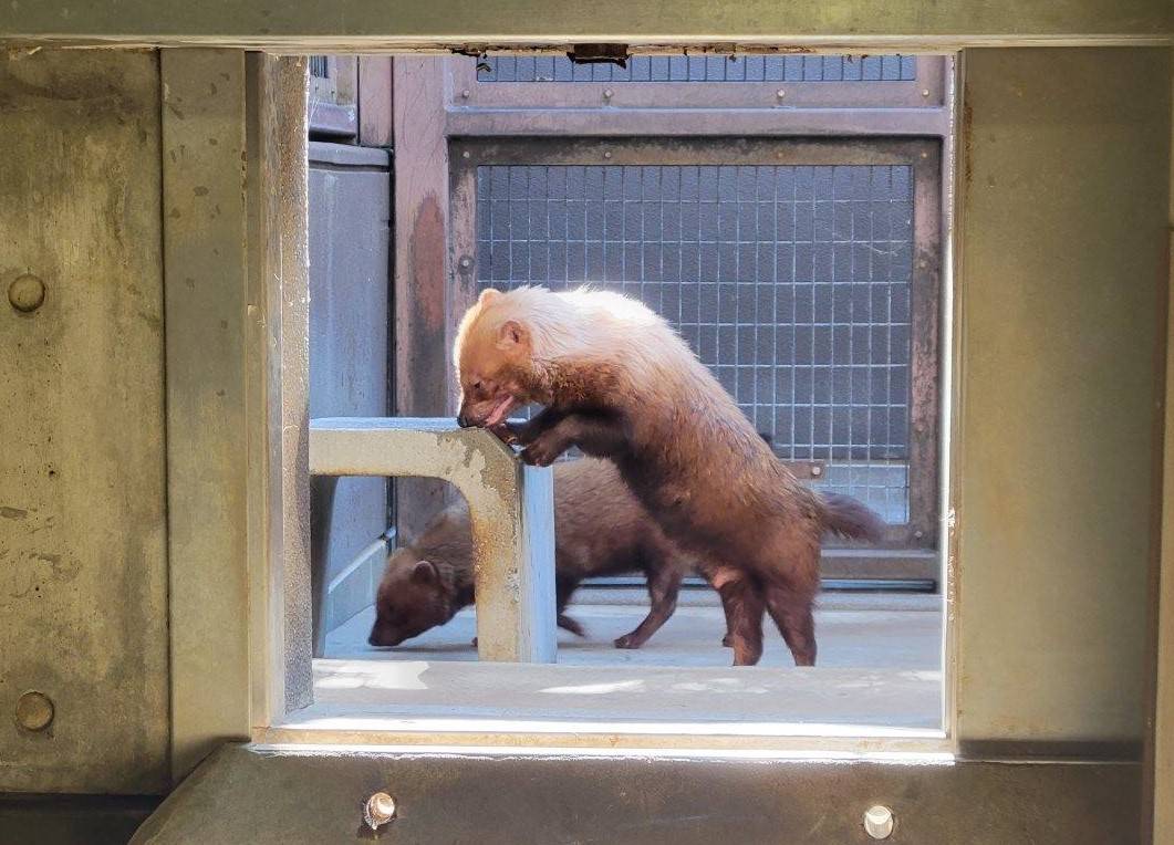 カノンのマーキング痕を匂うパパアマル①