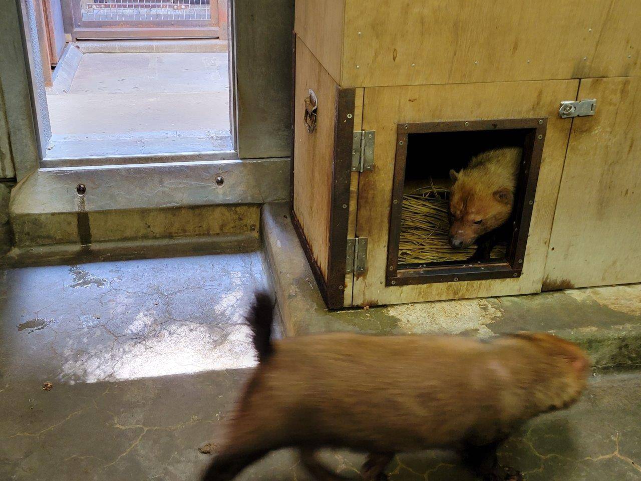 箱内にエスケープするパパマル②