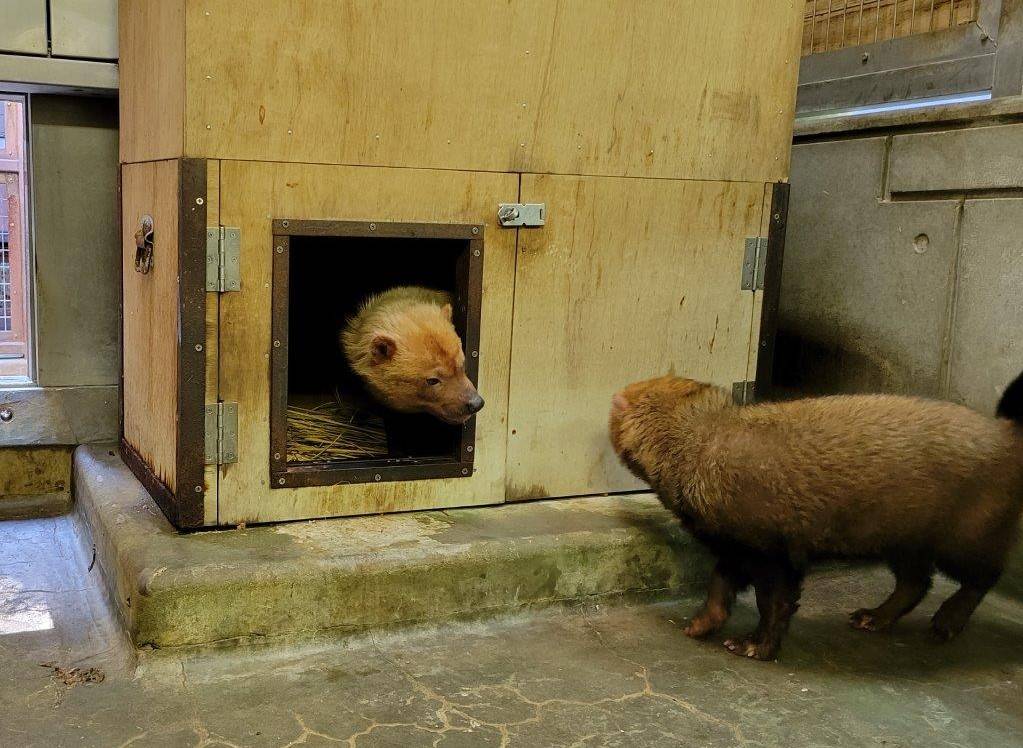 箱内にエスケープするパパマル⑤