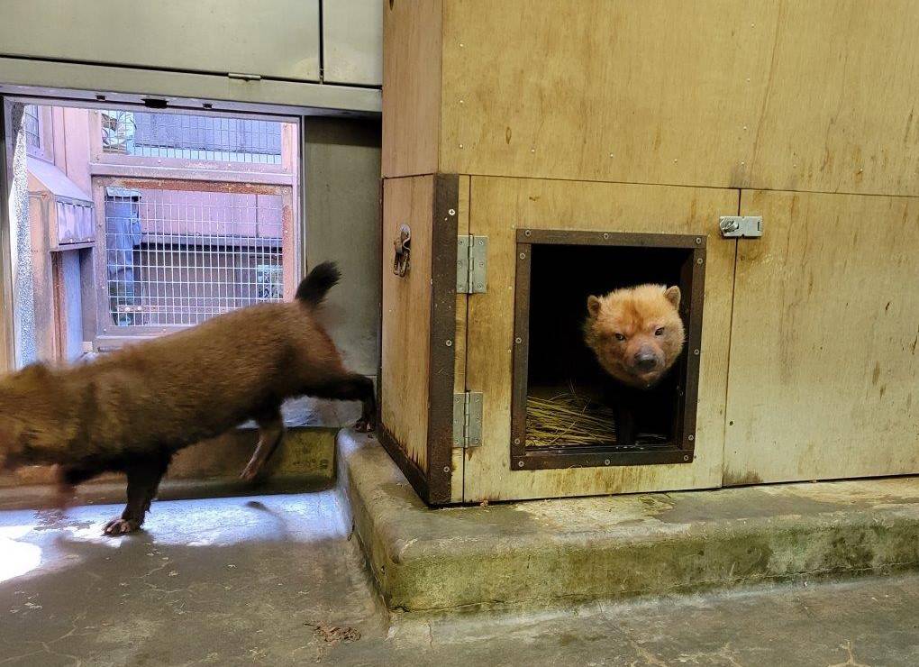 箱内にエスケープするパパマル⑥