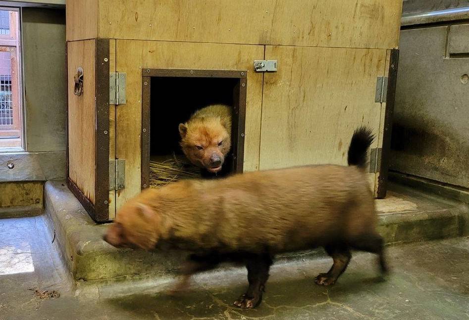 箱内にエスケープするパパマル⑦