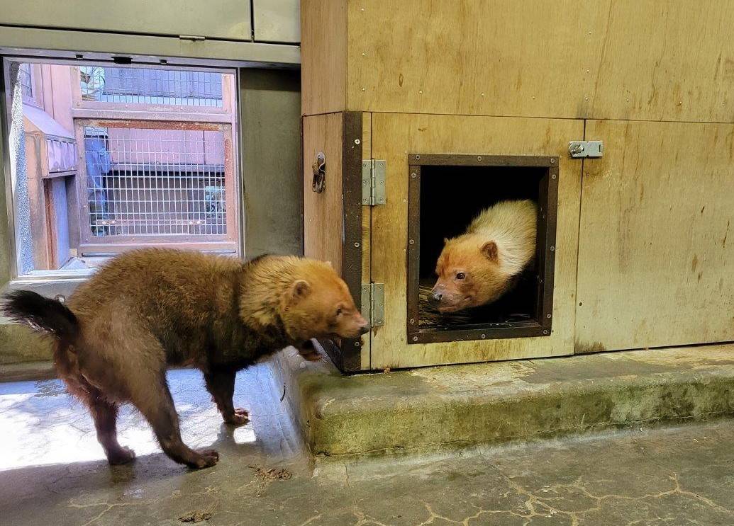 箱内にエスケープするパパマル⑧