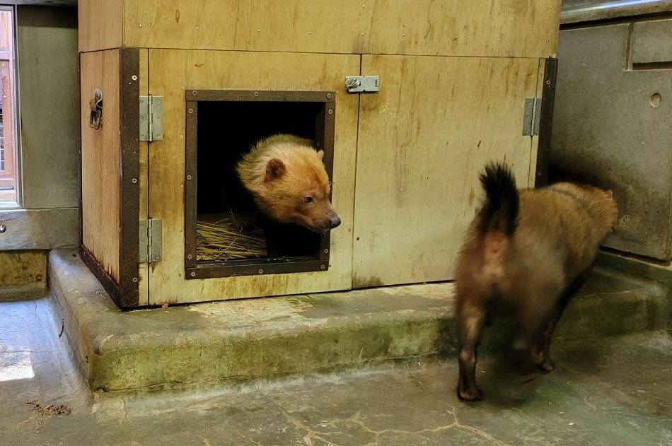 箱内にエスケープするパパマル⑨