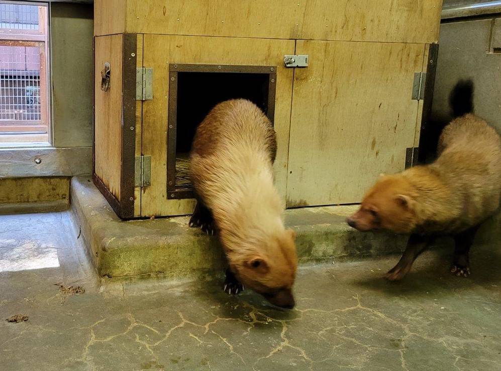 同居中のパパマルとカノン④
