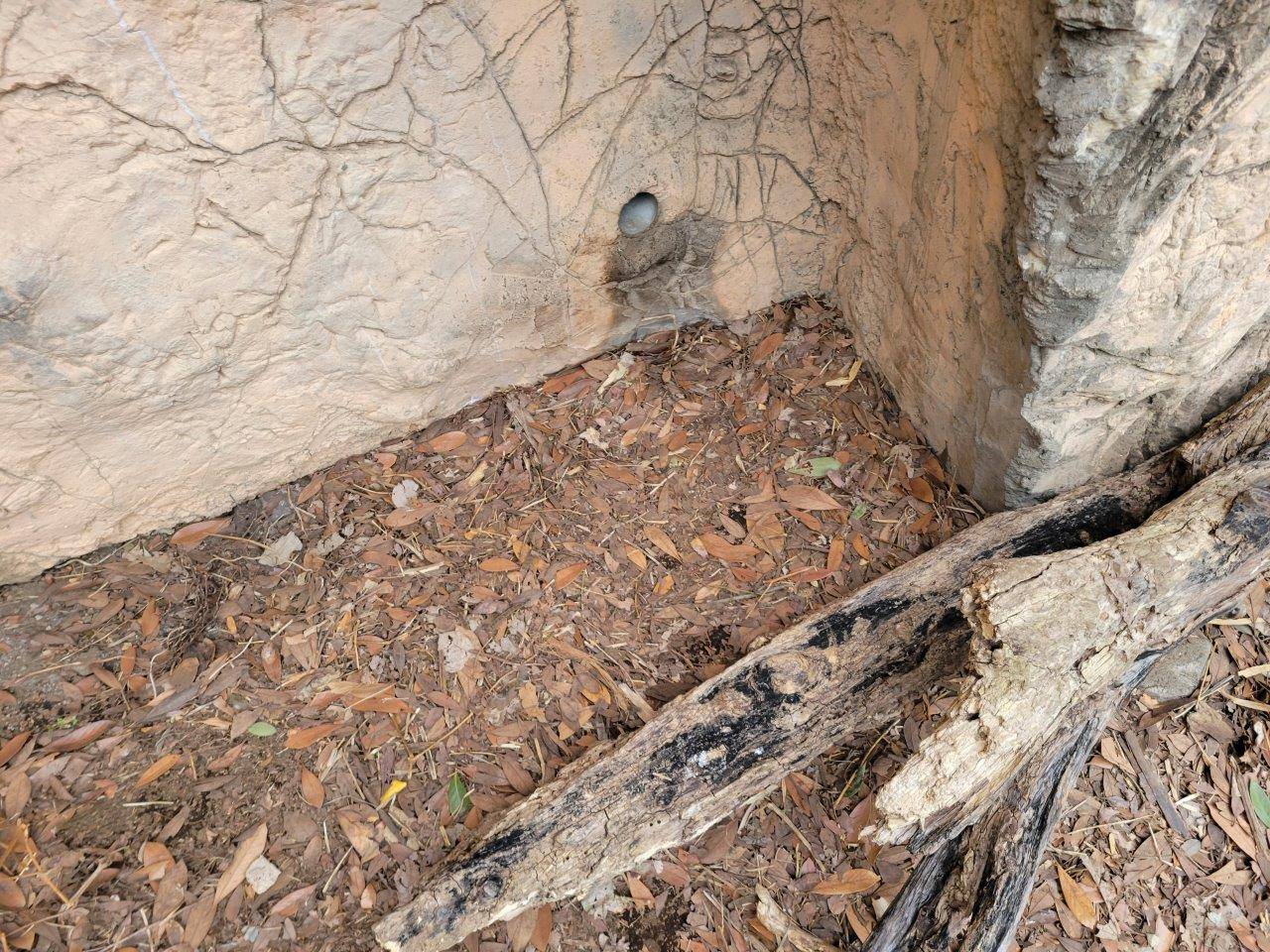 ルイスが時々寝ている場所